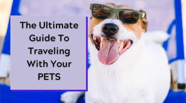 Ultimate Guide to Traveling With Pets | Travel Blog - OurCoordinates